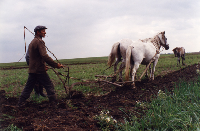 A farmer plowing his field abutting a killing field memorial.