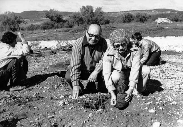 tree planting